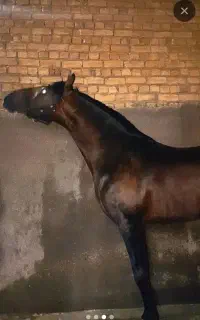 اسب نریان کردزیبا۳سال قوی