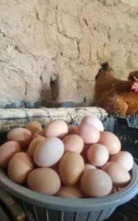 تخم مرغ محلی ارگانیک