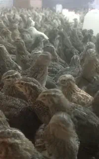 بلدرچین نر و ماده