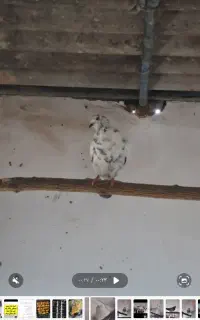 کبوتر نر و ماده