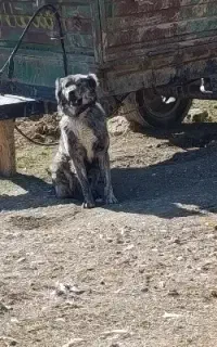 واگذاری سگ سنقر