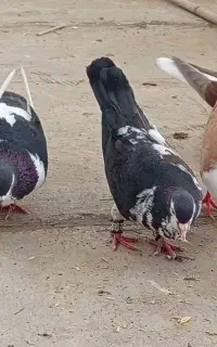 کفتر