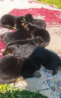 ژرمن