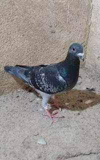 دو عدد کبوتر
