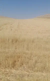 ۱۲ انبار یک جا کاه گندم