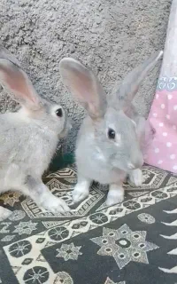 خرگوش جاینت