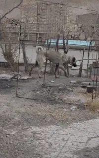 سگ. سرابی