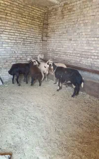 میش پلنگی