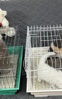 توله گربه های پرشین بریتیش اسکاتیش همه مدل ناز