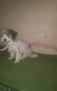 واگذاری سگ