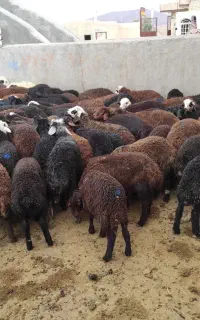 بره قشقه
