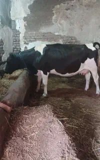 گاو شکم‌سوم