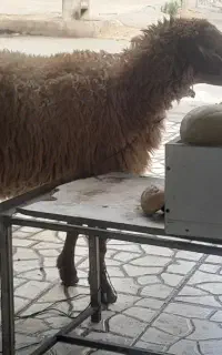 گوشت گوسفند قصابی