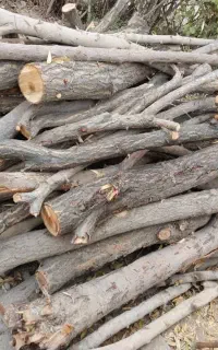 انواع چوب هیزمی و مصالحی به بالاترین قیمت