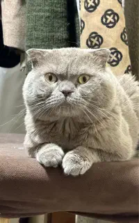 گربه نر اسکاتیش ۲ ساله اورجینال