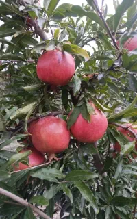 انار ملس ممتاز