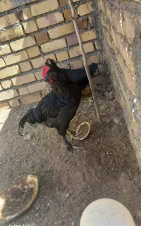 مرغ تخمگذار