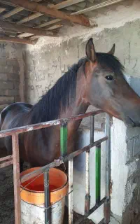 باکس اسب