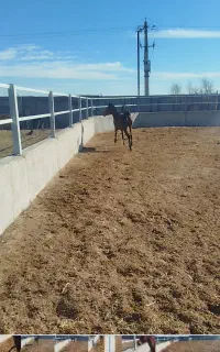 اسب مادیان با دو ونیم ساله نوه شورش شریف