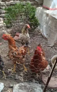 مرغ تخمگذار