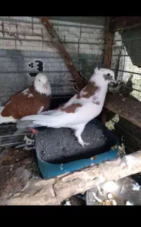 تعداد زیادی کبوتر آس و اعلا