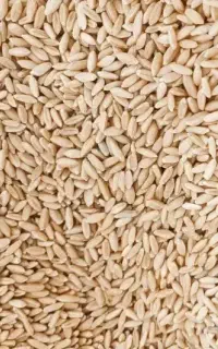 گندم دیم درجه یک بوجاری شده