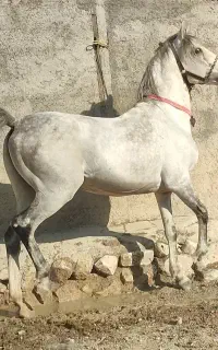 نریان درجه یک