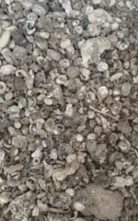 بار یا کود کبوتر