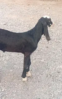 کهره چپش پاکستانی اصل چاق