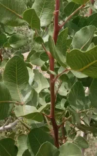 انواع ترکه پسته احمدآقای.اکبری.ارسال به سراسرکشور