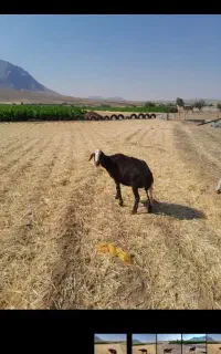 میش غزل افشار اصیل حامله