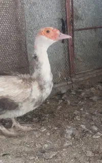 ۲تا اردک روسی  نر و ماده