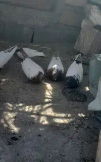 کله سینی