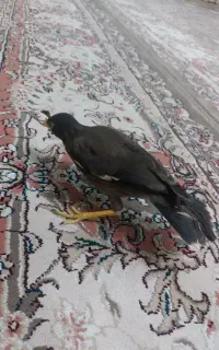 جوجه مینا تقریبا دوماهه تازه دون خورشده