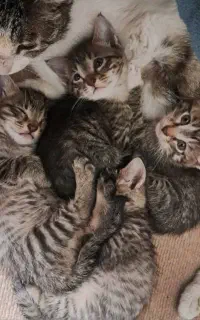 بچه گربه