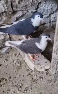 کفتر جفت ساده راست سیاه
