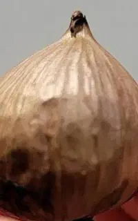 بلک گارلیک کمک درمان تب و عفونت دنگی