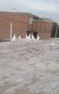 کفتر لوتی اویناخ