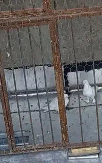 قفس مرغ و خروس