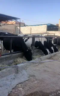 گاوتیلسه ابستن