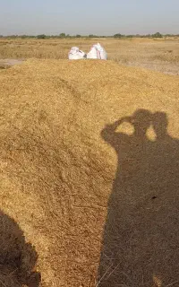 کاه