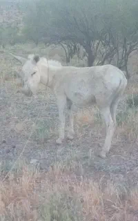 الاغ