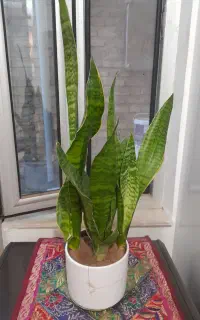 گل سانسوریا کراواتی