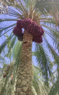 خوشه بندی ودرخت گرازی بصورت حرفه‌ای