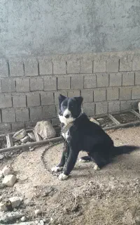 واگذاری سگ نر قدرجانی اصیل