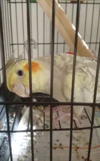 پرنده باقفس