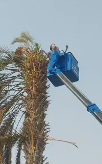 قطع وهرس انواع نخل ودرختان مزاحم