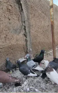 کفتر