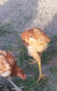مرغ۶ماهه همه نژاد