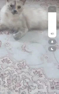 گربه صیامی نژاد دار ماده